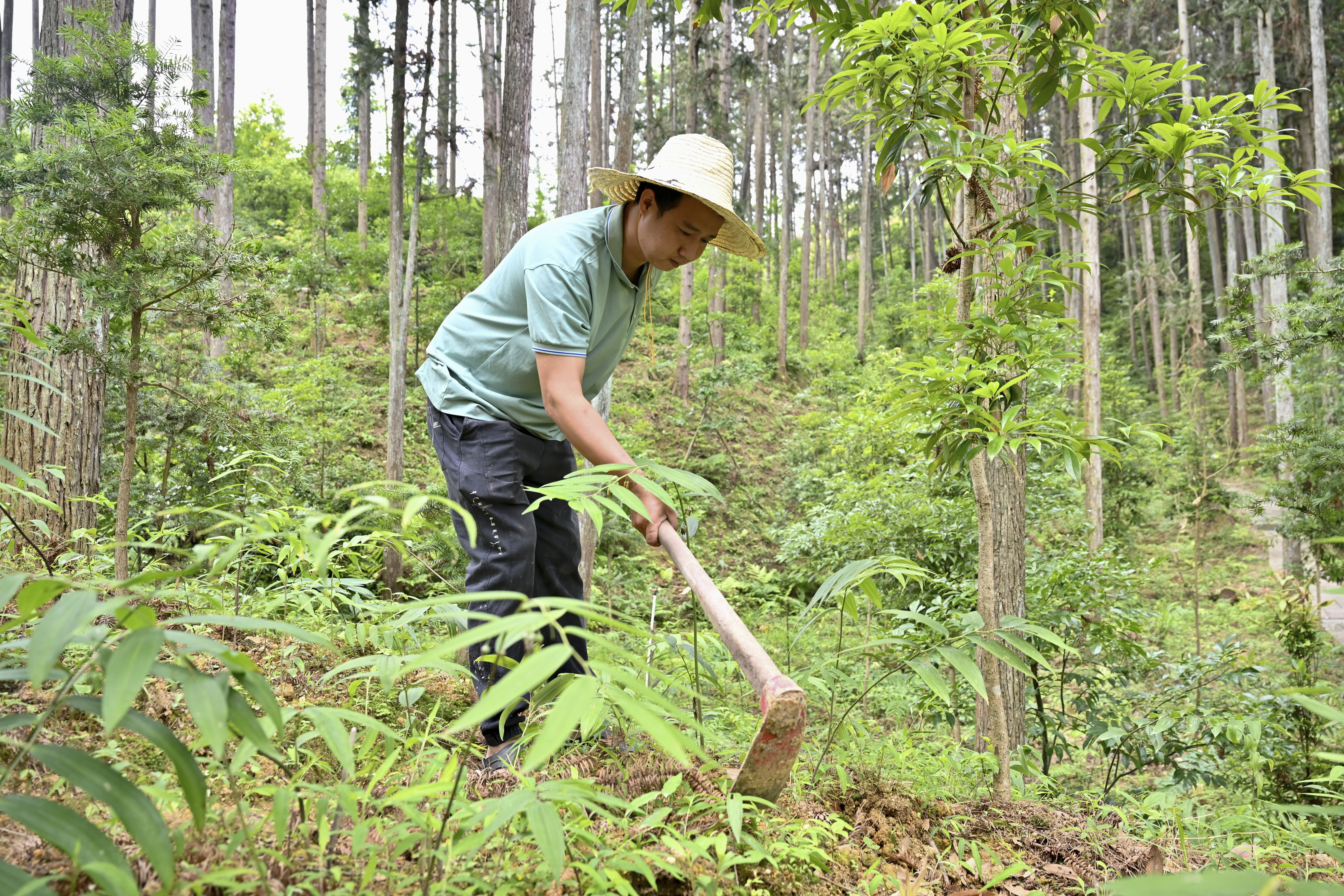 2024年5月9日，福建省三明市馬巖林下經濟種植示范基地工人在管理林下種植的多花黃精。